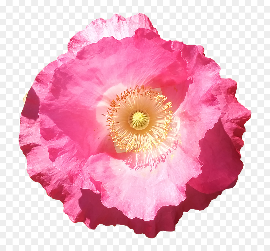 Transparent Summer Flowers Clipart - Pink Poppy Flower Png, Png Download - poppy png