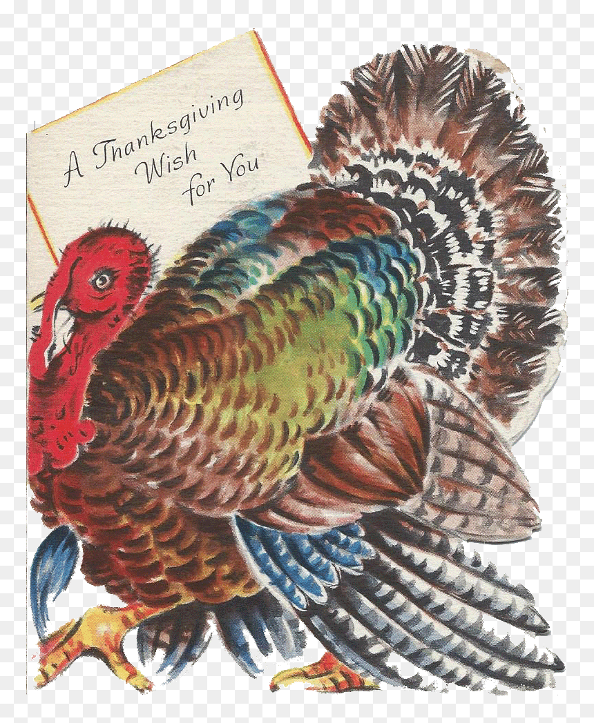 Turkey, HD Png Download - thanksgiving turkey png