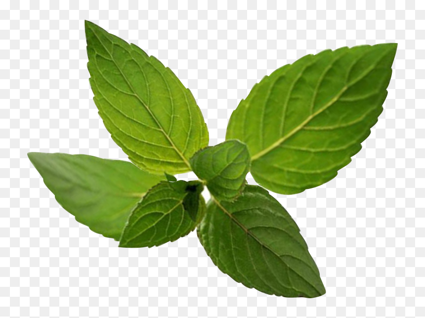 Peppermint Transparent Png Image - Ilex Verticillataamerican Winterberry, Png Download - peppermint png