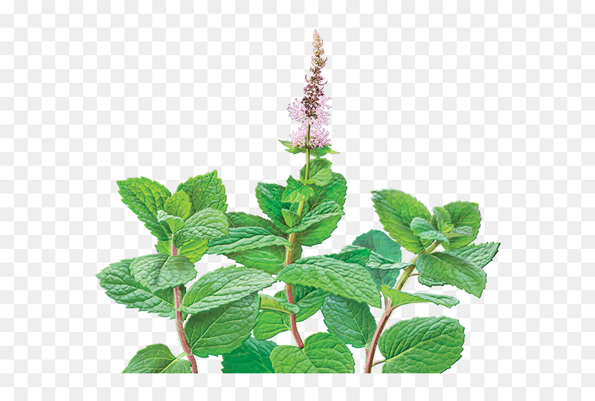 Mentha Png, Transparent Png - peppermint png