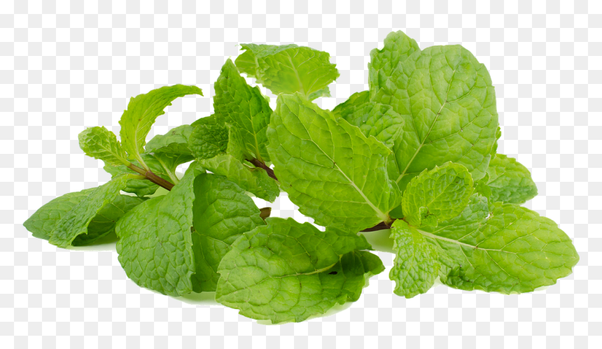 Leaf Vegetable, HD Png Download - peppermint png