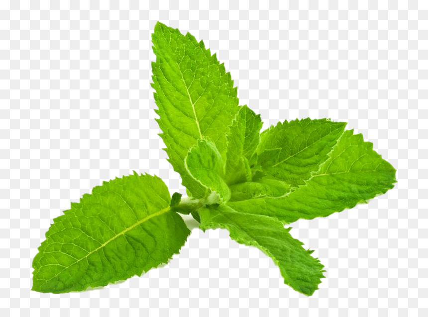 Portable Network Graphics, HD Png Download - peppermint png