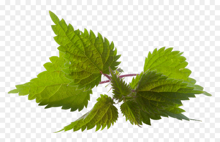 Fresh Nettle Png Transparent Background, Png Download - peppermint png