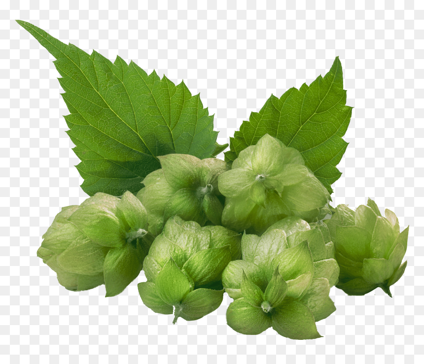 Hops 4550 Dark - Hops Png, Transparent Png - hops png