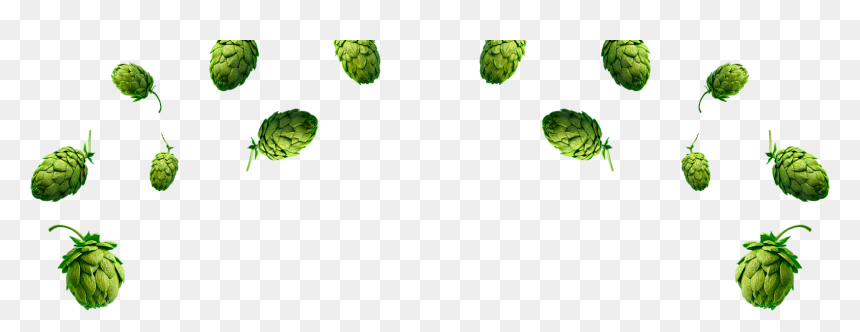 Skol Hops Lupulos , Png Download - Lupulos Png, Transparent Png - hops png