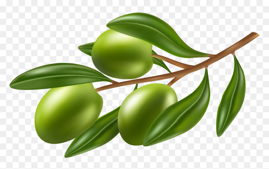 Branch With Olives Png - Olives Clipart, Transparent Png - olive branch png