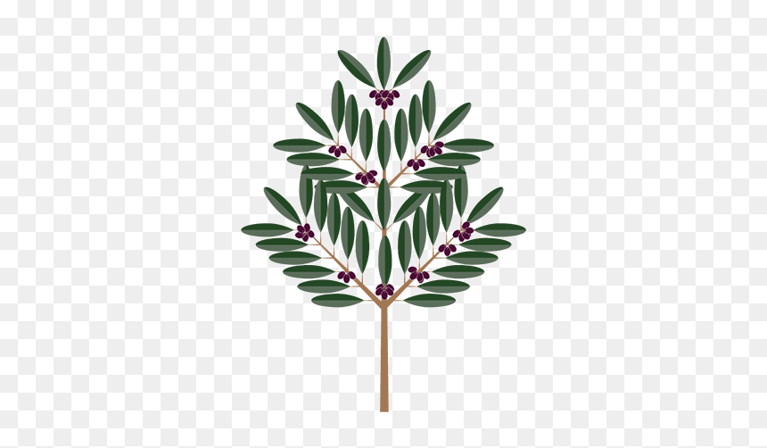 Olive Tree - Illustration, HD Png Download - olive branch png