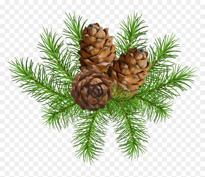 Pine Cone Branch Png - Pine Cone On Branch Free, Transparent Png - pine cone png