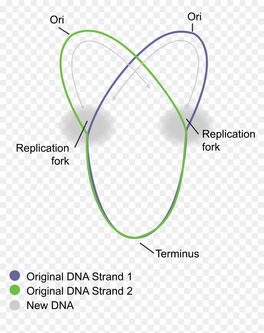 Dna Replication In Prokaryotes Diagram, HD Png Download - dna strand png