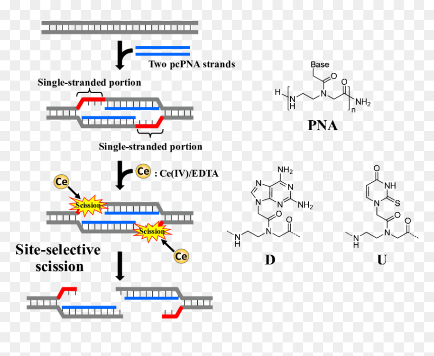 Dna Cutter, HD Png Download - dna strand png