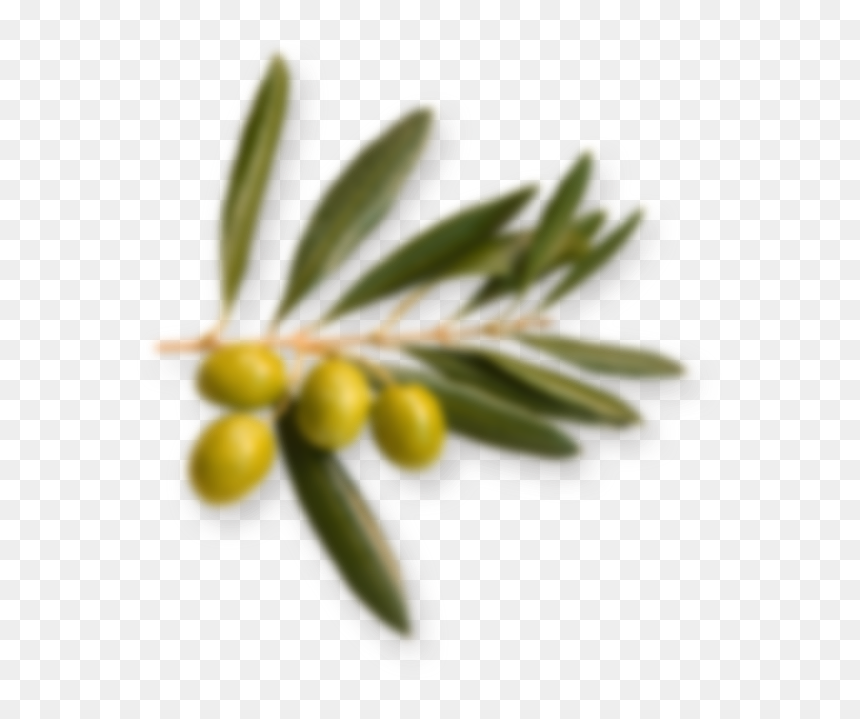 Ledum, HD Png Download - olive branch png