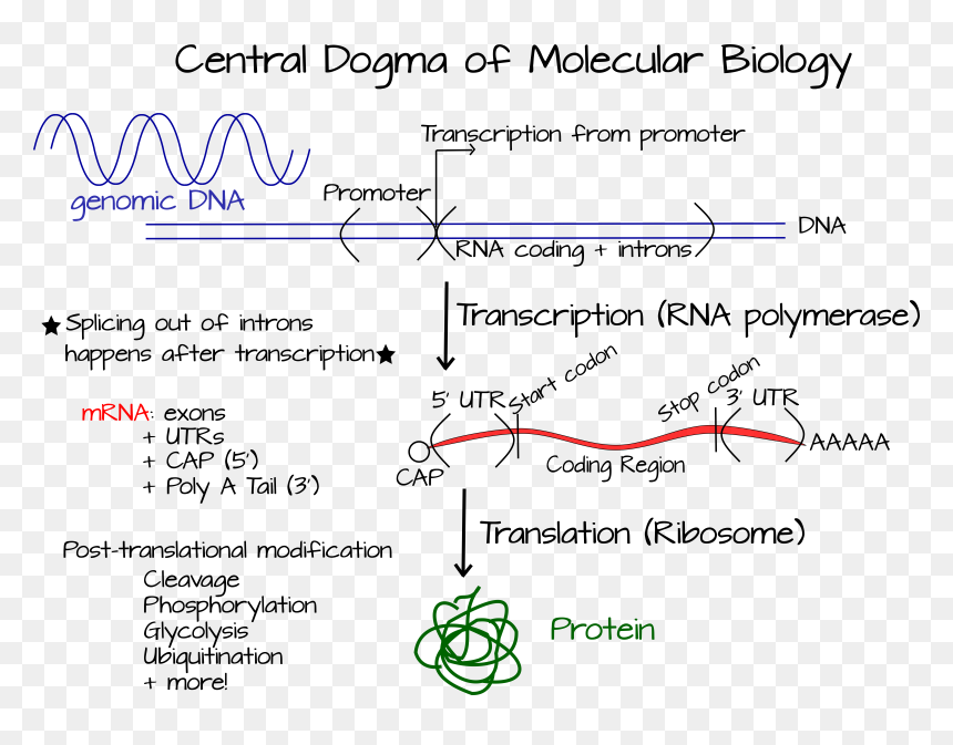 Centraldogma, HD Png Download - dna strand png