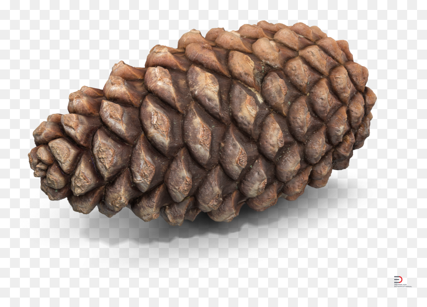 Transparent Conifer Png - Conifer Cone, Png Download - pine cone png