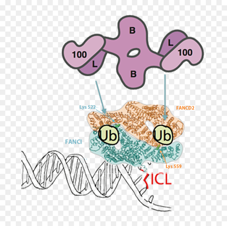 Once Dna Repair Is Completed, Usp1 Deubiquitinates, HD Png Download - dna strand png