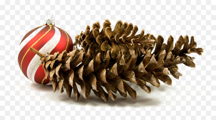 Christmas Day, HD Png Download - pine cone png