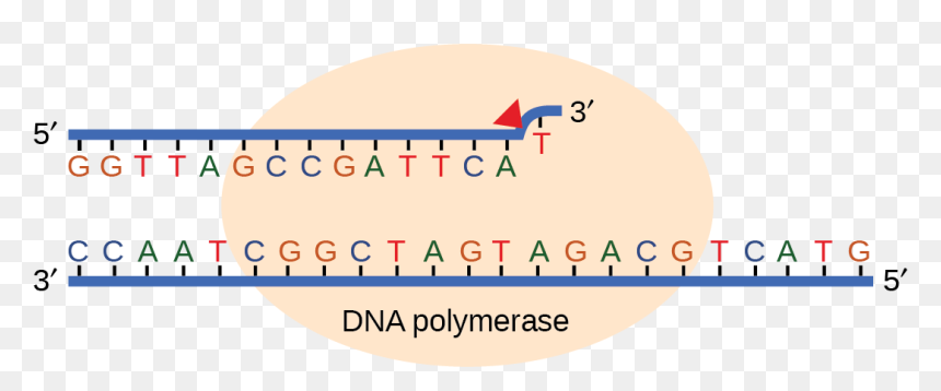 Illustration Shows Dna Polymerase Replicating A Strand - Circle, HD Png Download - dna strand png
