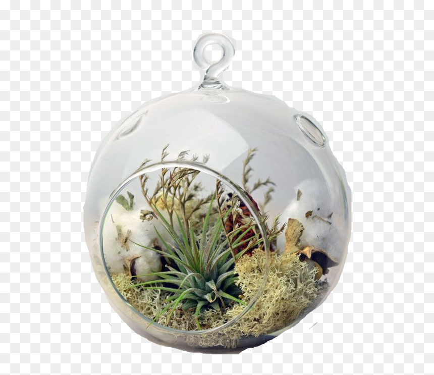 Air Plants In Orbs, HD Png Download - hanging plant png