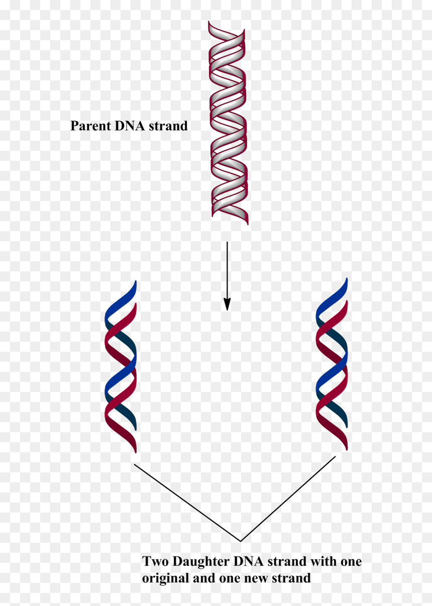Carmine, HD Png Download - dna strand png