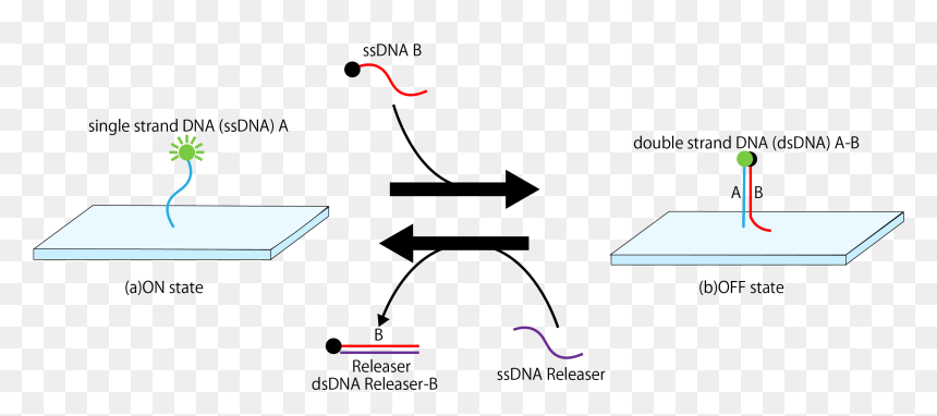 Diagram, HD Png Download - dna strand png
