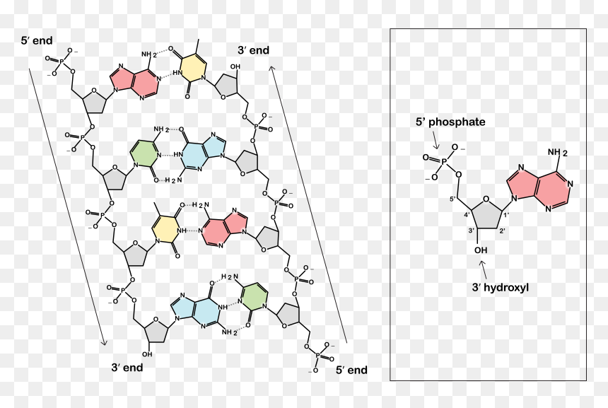 Dna Strand Png, Transparent Png - dna strand png