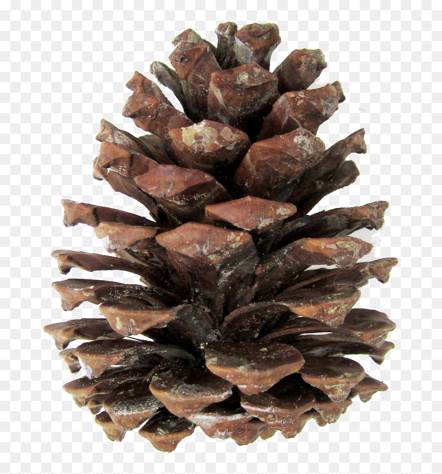 Pine Cones Png - Pinecone Png, Transparent Png - pine cone png
