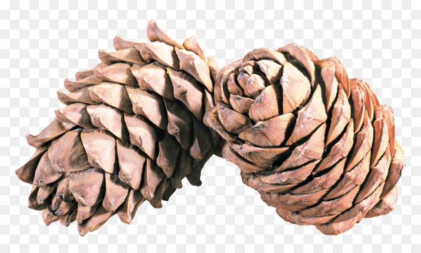 Pine Cone Duo - Pine Png Cones, Transparent Png - pine cone png