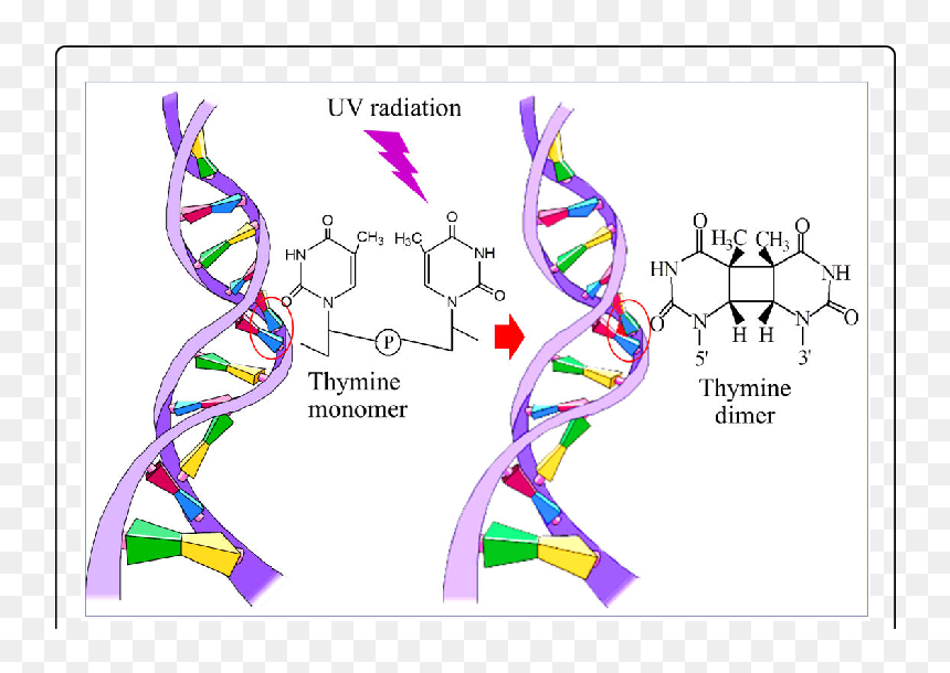 Transparent Dna Strand - Thymine Dimer In Dna, HD Png Download - dna strand png