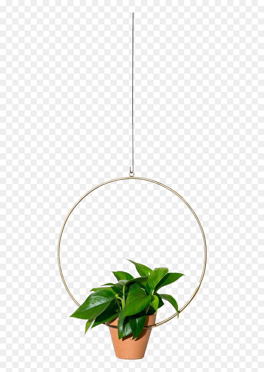 Img - Houseplant, HD Png Download - hanging plant png
