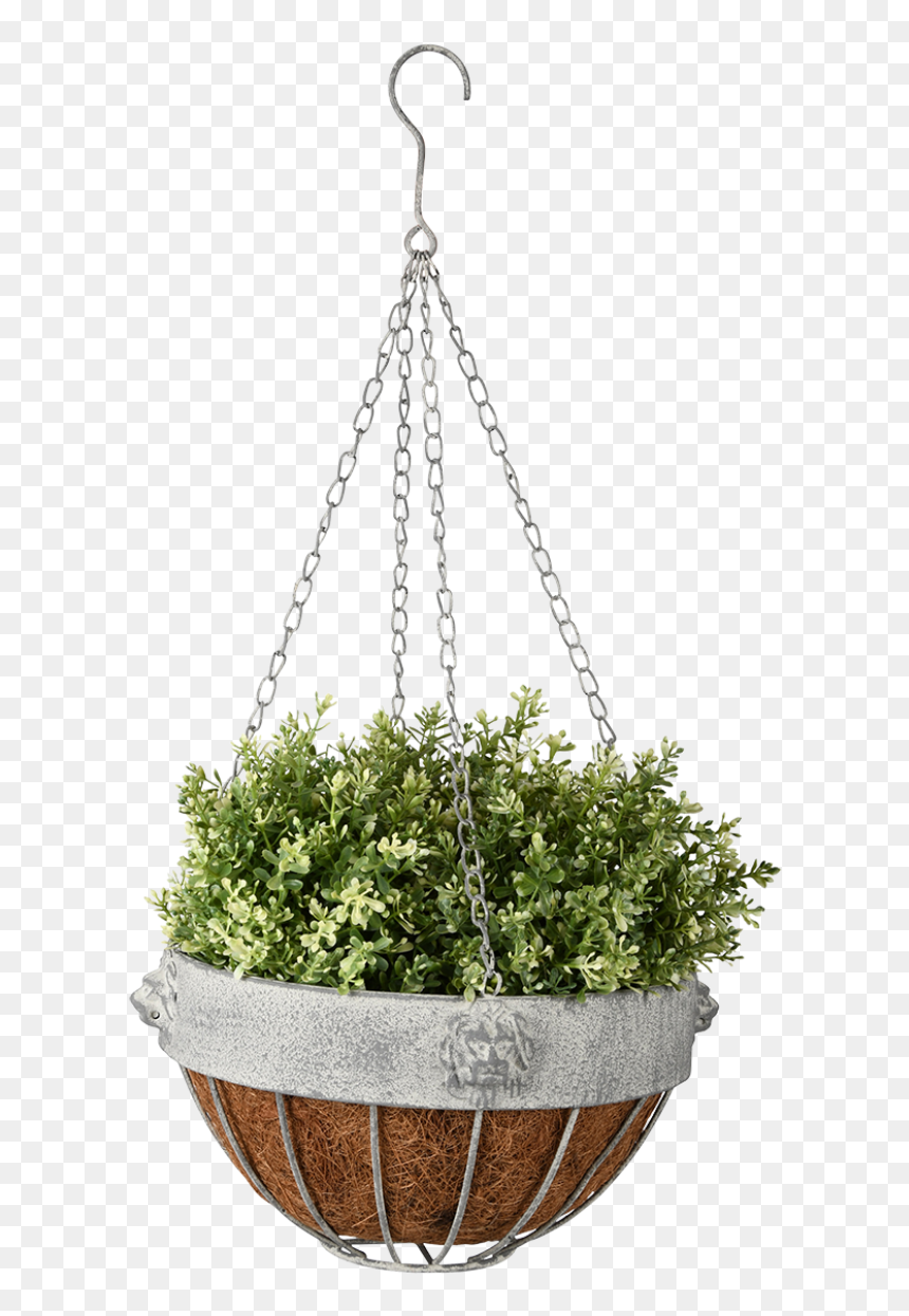 Am Lion Hanging Basket - Viseće Vaze Za Cvijeće, HD Png Download - hanging plant png