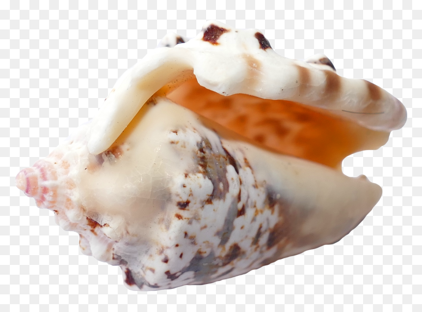 Sea, Shells, Ocean, Beach, Vacation, Sea Shells, Sand - Concha De Playa, HD Png Download - beach sand png