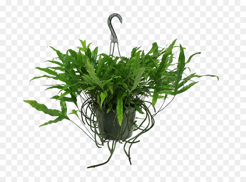 Grass, HD Png Download - hanging plant png