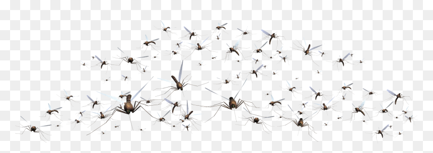 Mosquito Png Download Image - Pigeons And Doves, Transparent Png - mosquito png