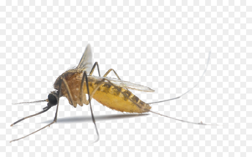 Mosquito Png Photo - Mosquito, Transparent Png - mosquito png