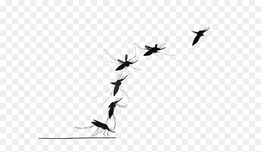 Mosquito Png Transparent Image - Mosquito In Motion, Png Download - mosquito png
