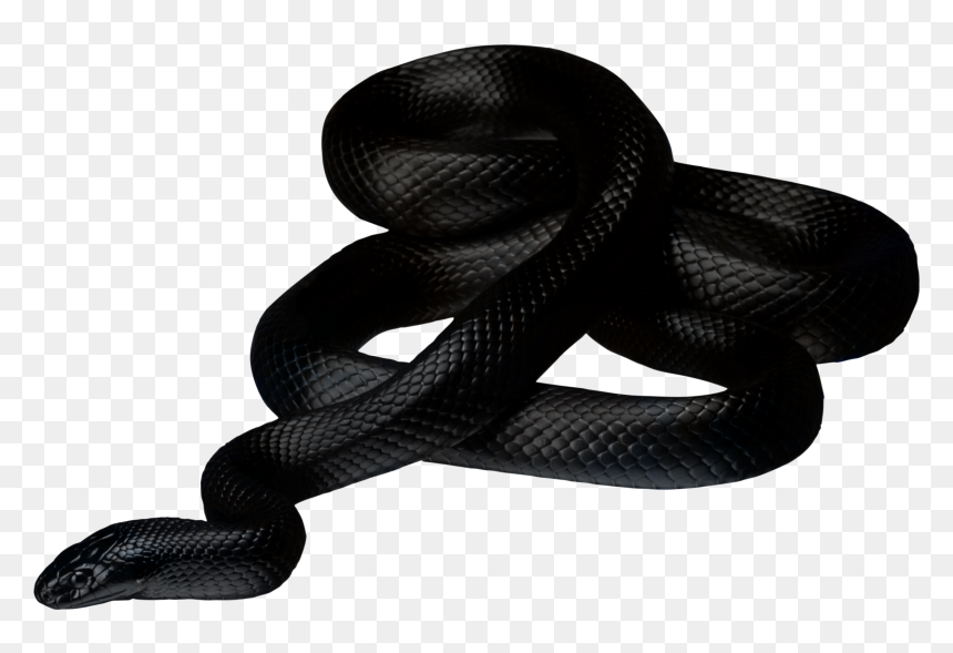 Black Mamba Snake Png, Transparent Png - ground png