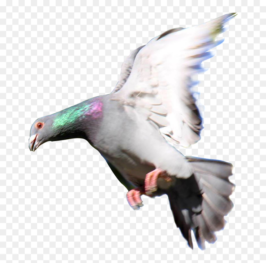 Thumb Image - Paloma Mensajera Png, Transparent Png - paloma png
