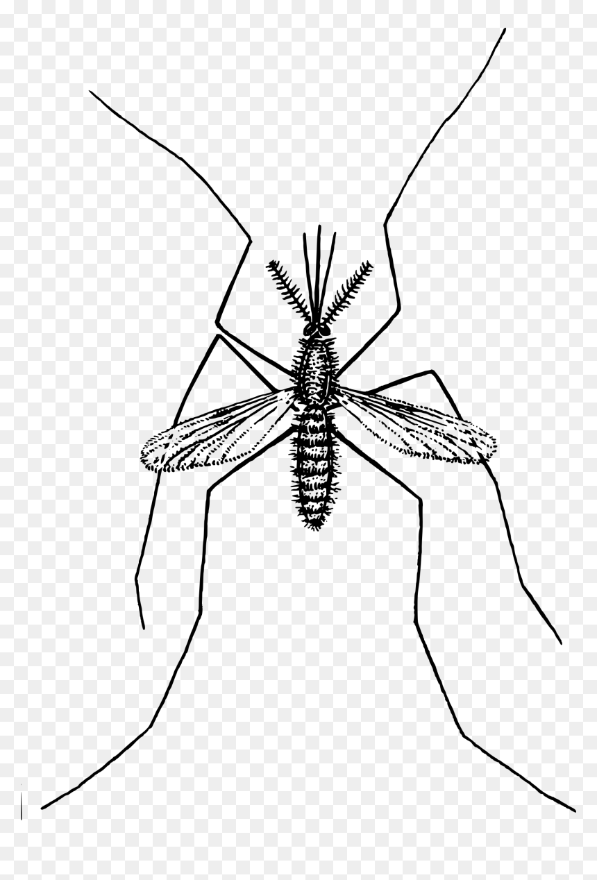 Mosquito Clip Arts - Mosquito Clipart Transparent, HD Png Download - mosquito png