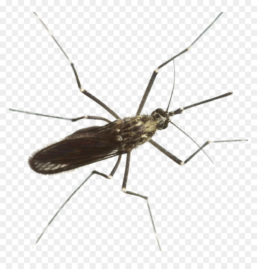 Mosquito Download Png Image - Mosquito, Transparent Png - mosquito png