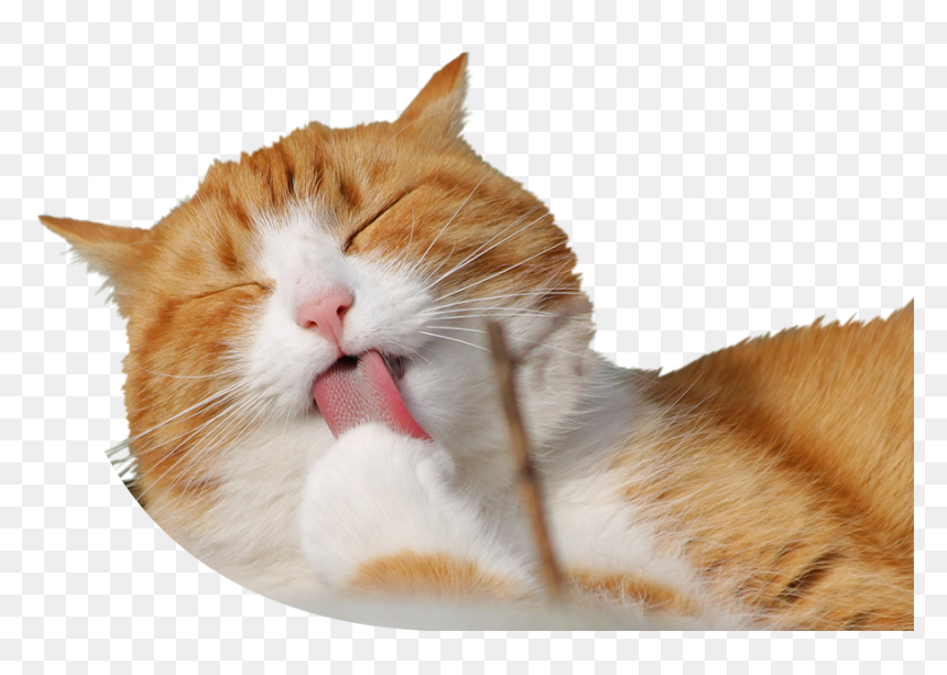 Cat Licking Paw - Cat, HD Png Download - cat paw png