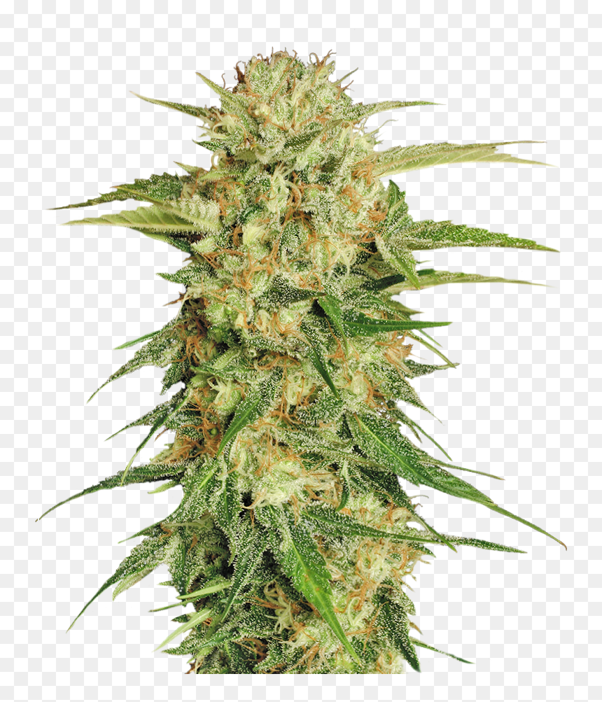 Cannabis Png - Transparent Background Weed Png, Png Download - weed plant png