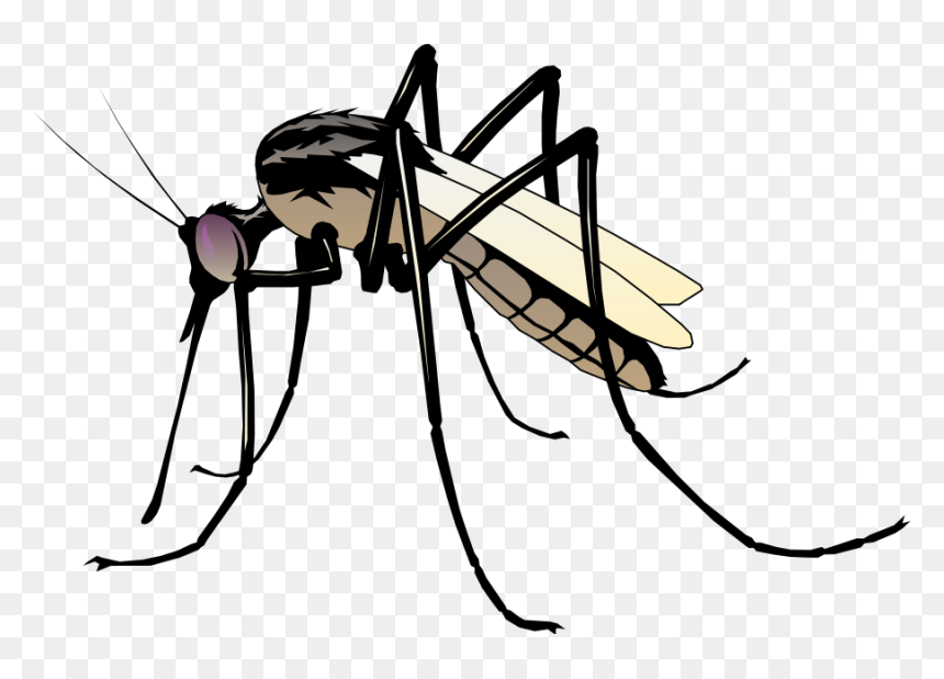 Insect 06 Free Vector 4vector - Clipart Mosquito, HD Png Download - mosquito png