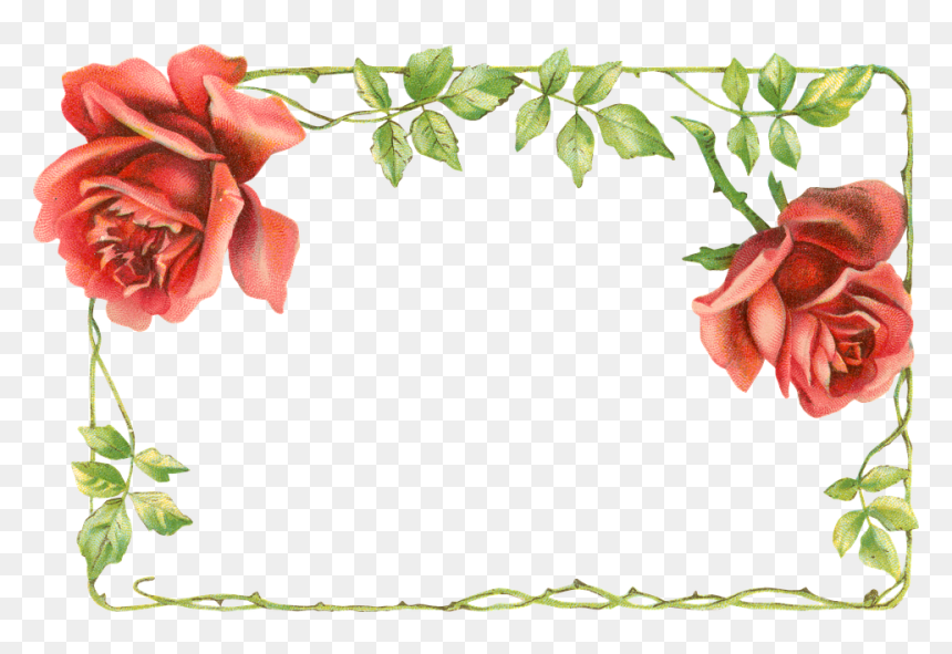Garden Roses, HD Png Download - flower vine png