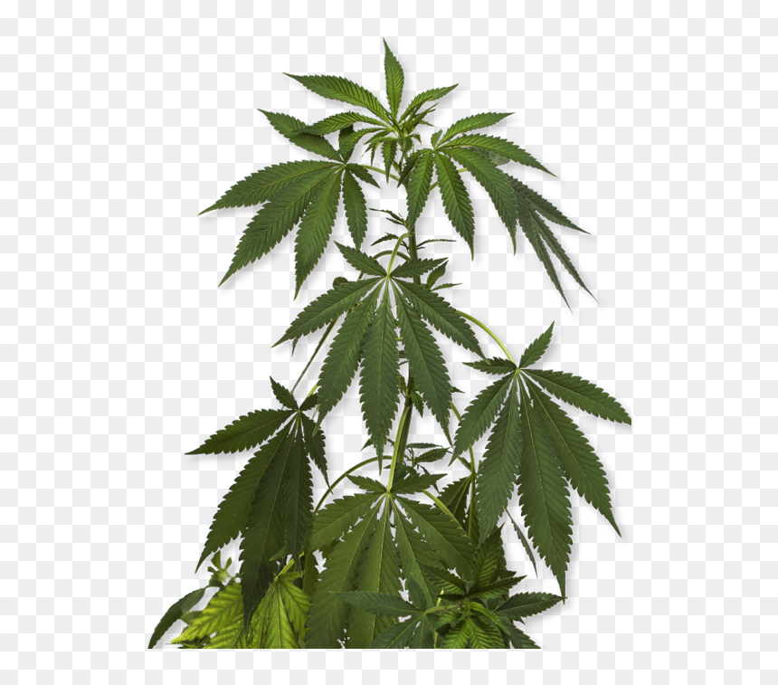 How To Order - Marijuana Png, Transparent Png - weed plant png