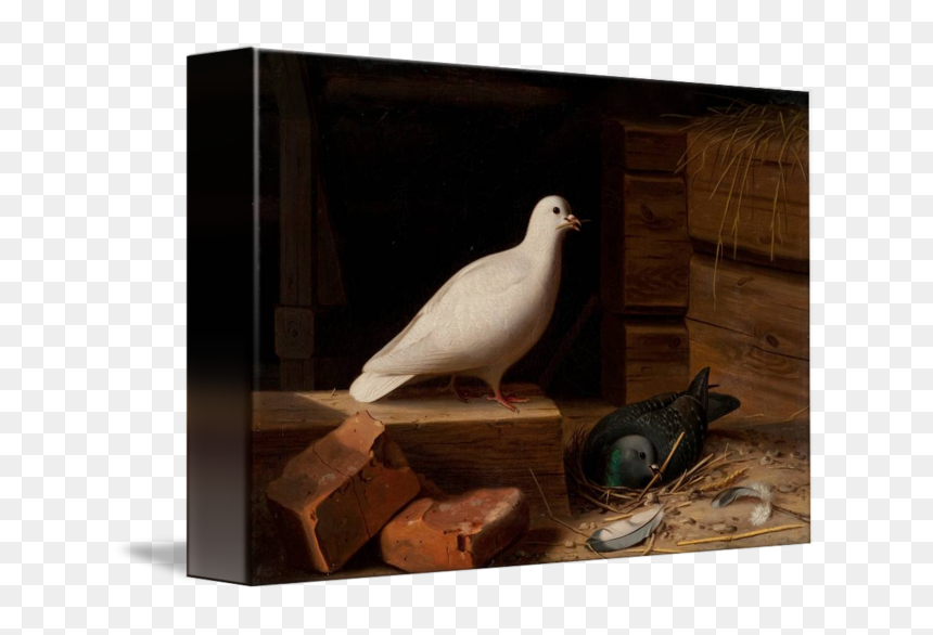 Paloma Blanca Png - Rock Dove, Transparent Png - paloma png