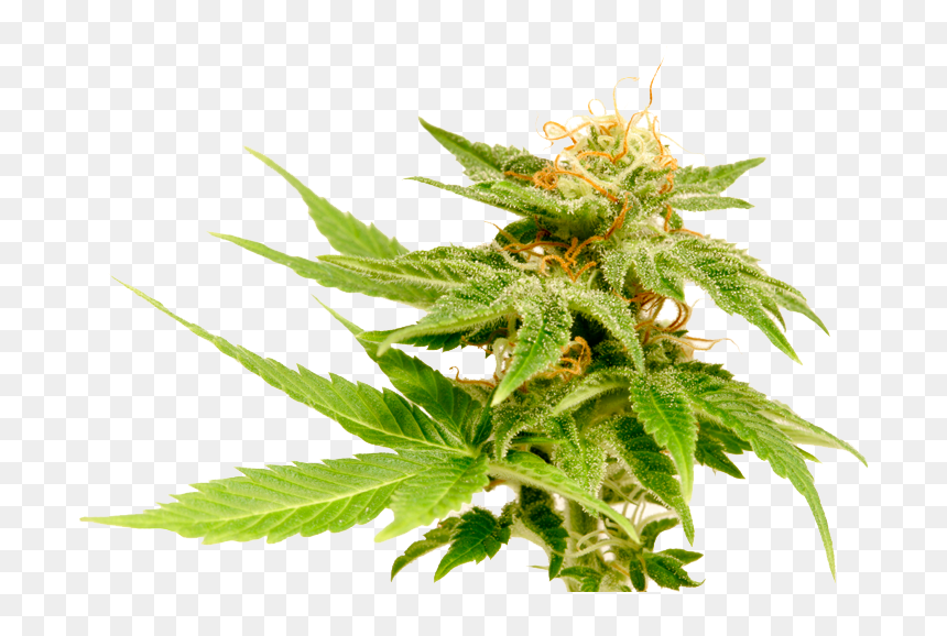 The Cannabis Plant - Growers Choice Jack Herer, HD Png Download - weed plant png