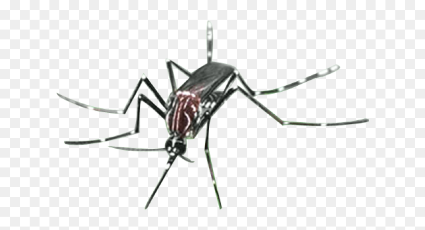 Mosquito Png Transparent Images - Citronella Oil Sri Lanka, Png Download - mosquito png