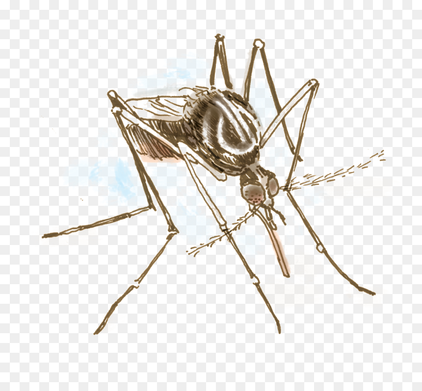 Transparent Mosquito Png - Aides Albopiktus, Png Download - mosquito png