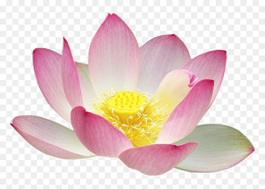 Lotus Flower Png Free, Transparent Png - flower silhouette png