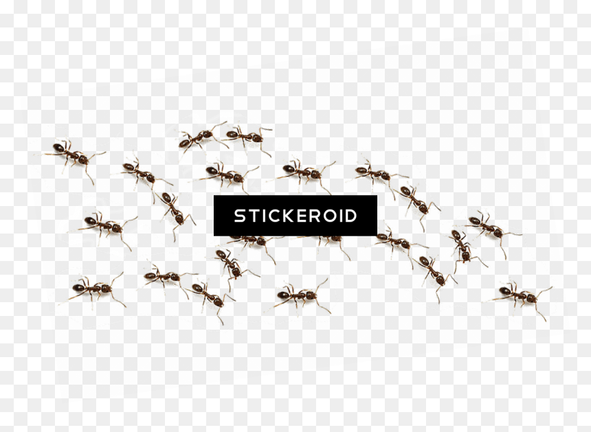 Ant Ants Insects - Pest Control, HD Png Download - mosquito png