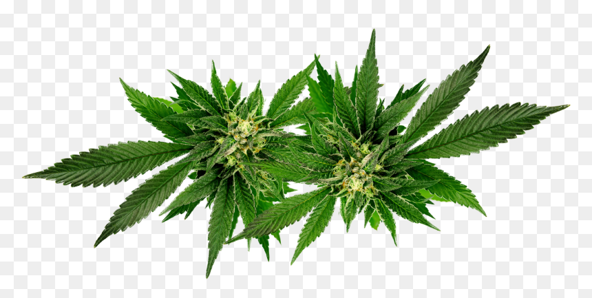Weed Leaf Oil Png, Transparent Png - weed plant png